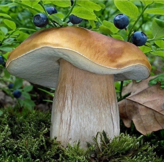 Грибы - Белый гриб на зерновом субстрате (мицелий) 15мл (большой пакет) - Семена Тут