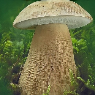Грибы - Белый гриб Дубовый на зерновом субстрате (мицелий) 15 мл (большой пакет) - Семена Тут