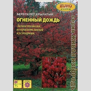 Бересклет Огненный дождь крылатый (большой пакет) - Семена Тут