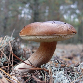Грибы - Боровик австралийский гриб на зерновом субстрате (мицелий) 15 мл (большой пакет) - Семена Тут