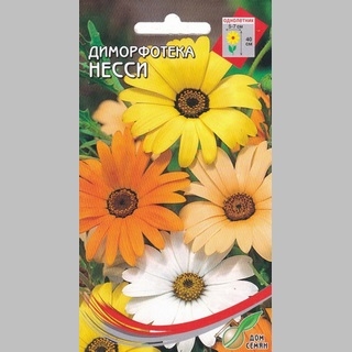Диморфотека Несси смесь - Семена Тут