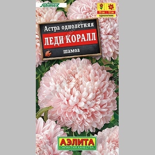 Астра Леди Коралл шамоа - Семена Тут