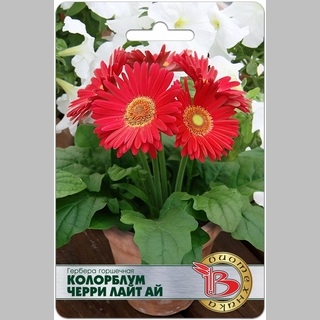 Гербера Колорблум Черри Лайт Ай (горшечная) - Семена Тут