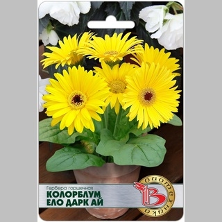 Гербера Колорблум Ело Дарк Ай (горшечная) - Семена Тут