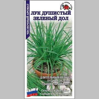 Лук Зеленый Дол душистый - Семена Тут