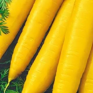 Морковь Для Плова - Семена Тут