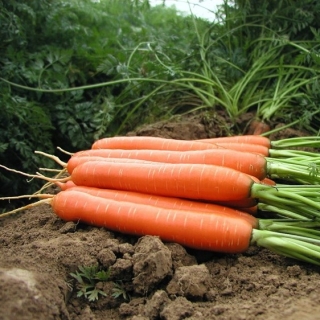 Морковь Дордонь F1 - Семена Тут