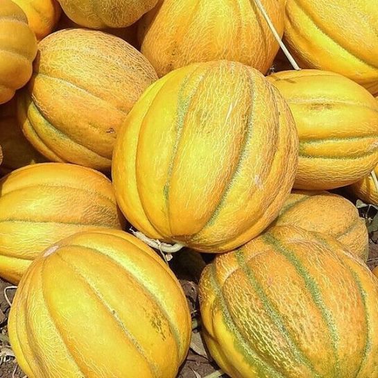 Дыня Ромашковидная