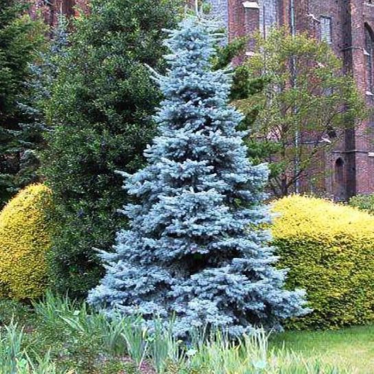 Ель Модница (голубая)