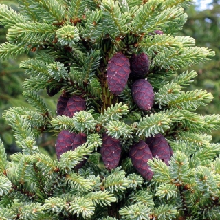 Ель черная (Picea mariana) смесь видов (большой пакет) - Семена Тут
