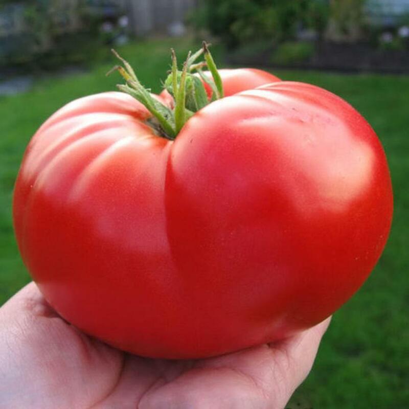 Семена Томат Гигантский Монстр (фамильные томаты)  по низкой цене .