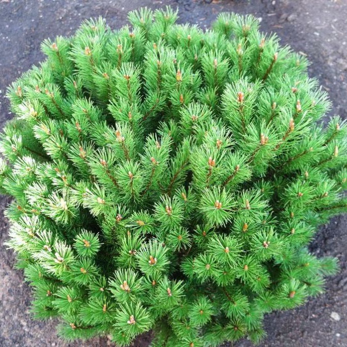 Сосна Горная Гном (Pinus mugo Gnom). Сосна Горная Муго Муго. Сосна горная карликовая