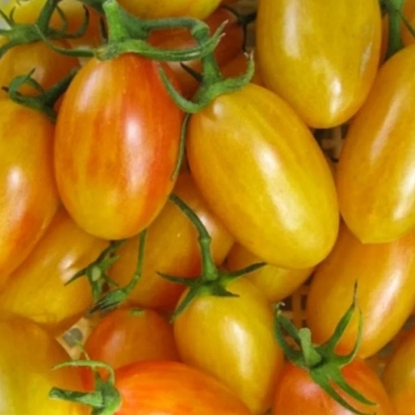 томат золото амишей характеристика и описание сорта