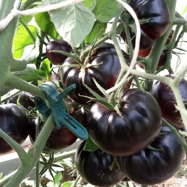Контент Cherry - Страница 90 - tomat-pomidor.com