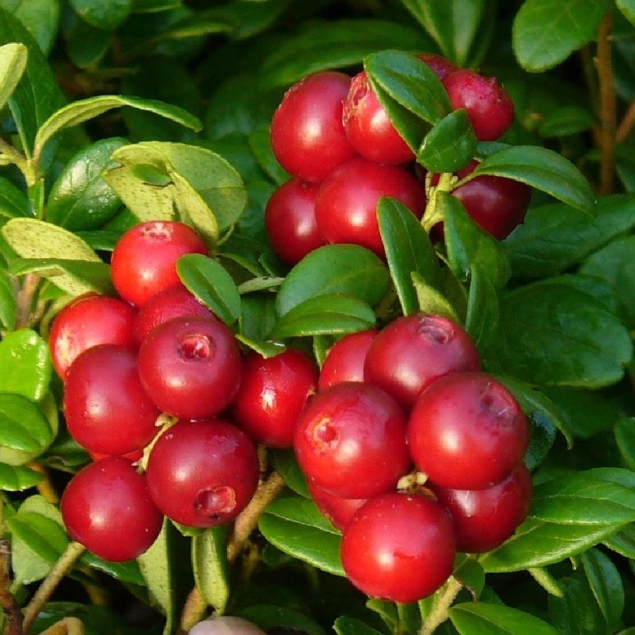 Купить семена Брусника Чудо-ягода обыкновенная 0,004г в интернет .