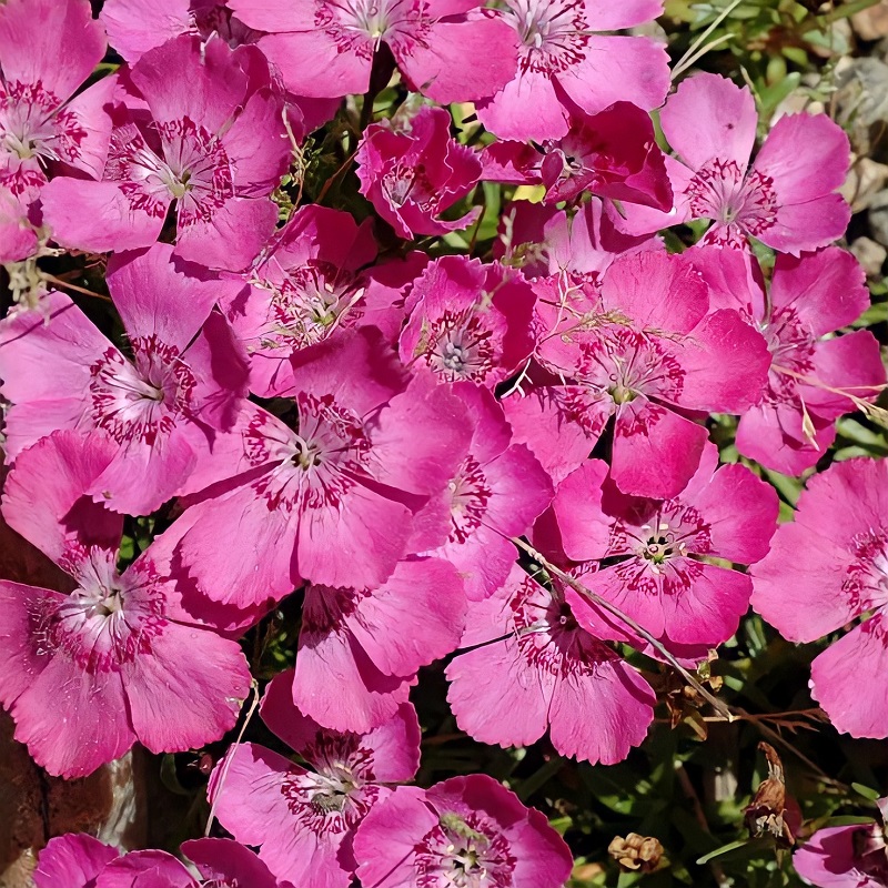 Семена Гвоздика альпийская, Розовая* 0,05 г серия Альпийская горка .