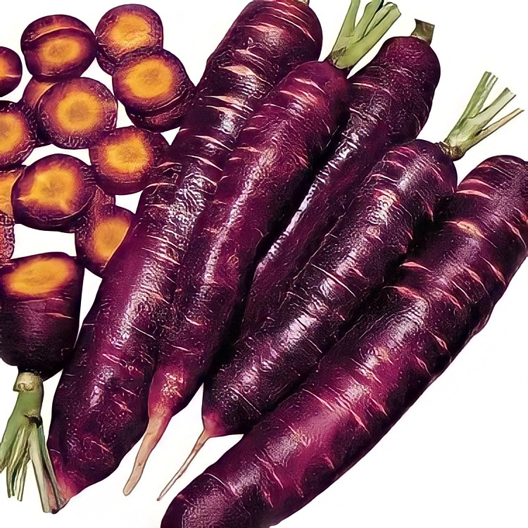 морковь карамель фиолетовая