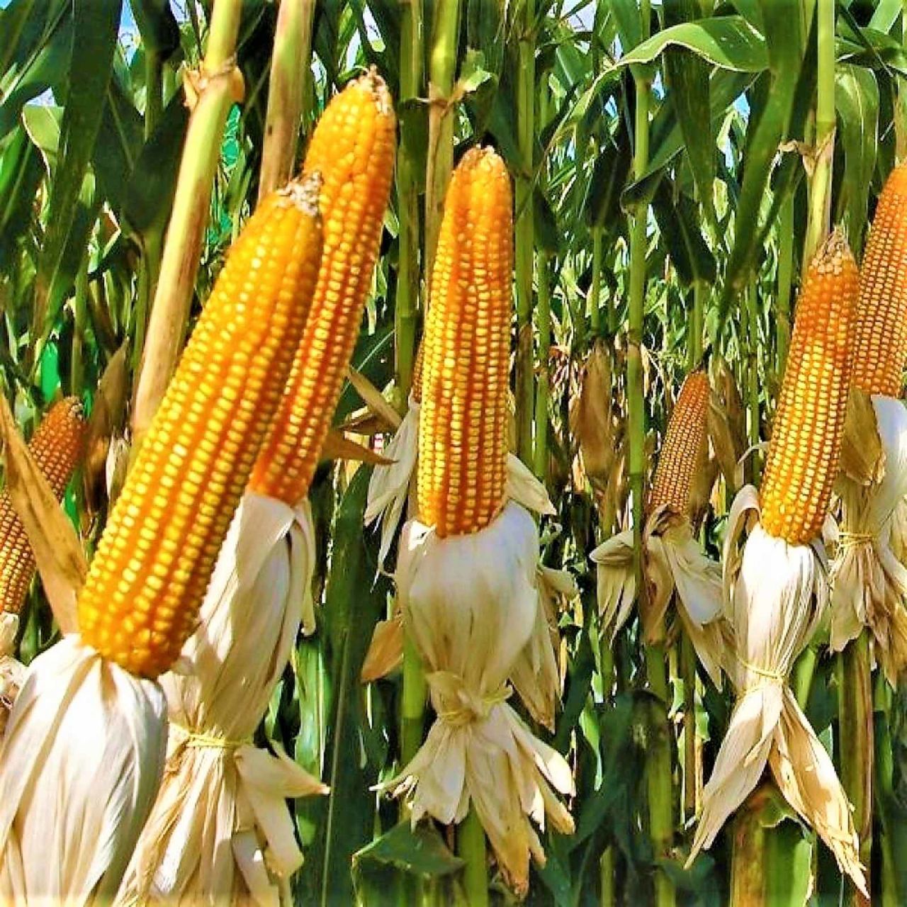 Как посадить кукурузу в огороде в открытый. Сорта кукурузы. Кукуруза в огороде. Сорт кукурузы порумбени. Посадка кукурузы.