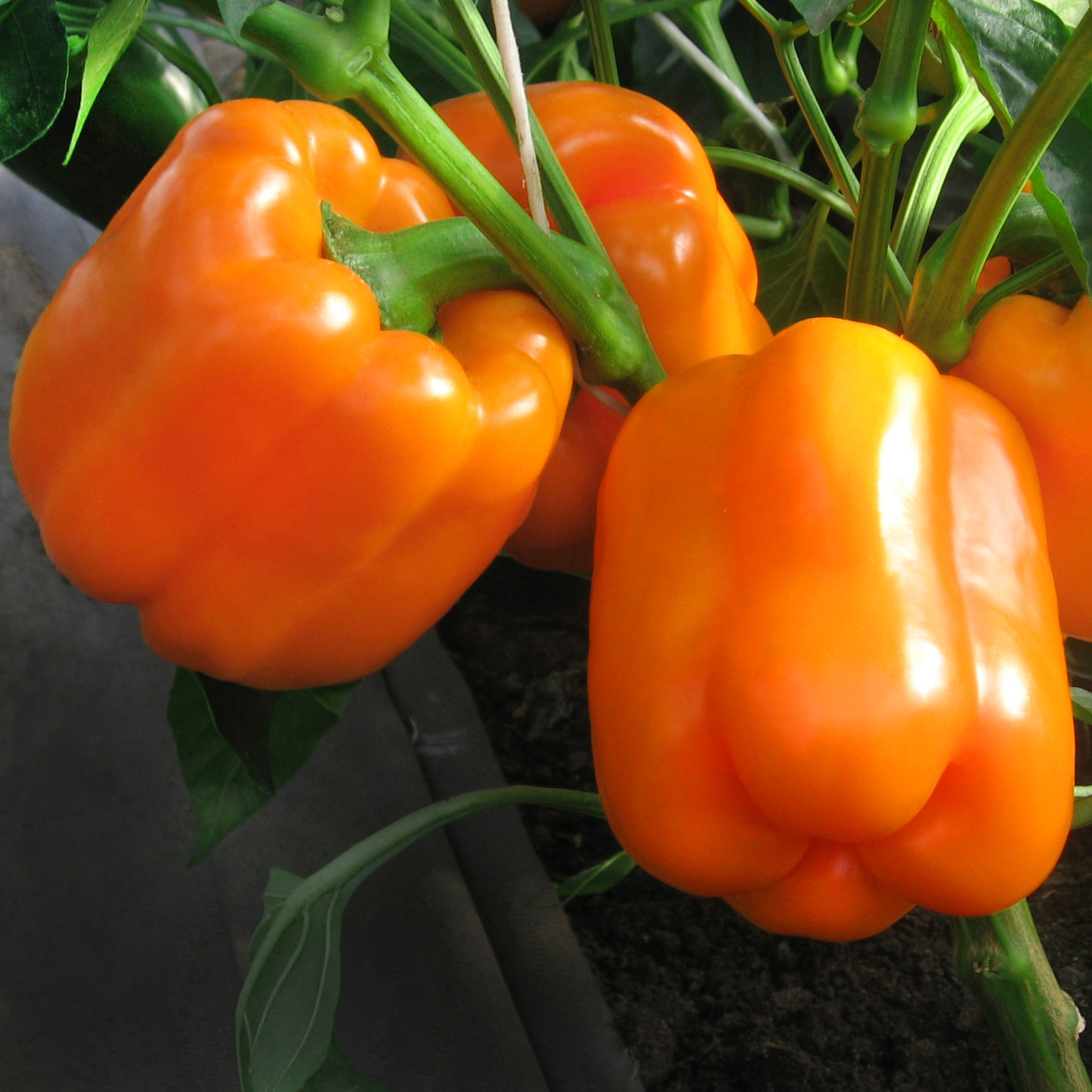 Купить семена Перец Мегатон Оранжевый F1 ® (УД) в интернет-магазиненедорого с доставкой - Интернет-магазин «СЕМЕНА ТУТ»
