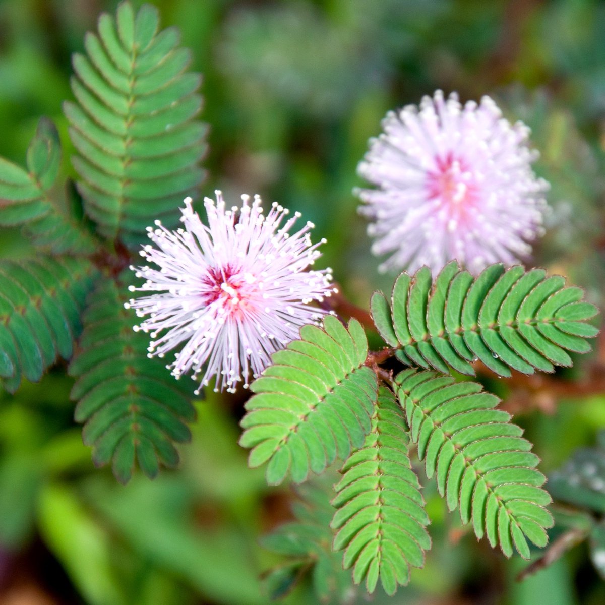 Unique leaves. Мимоза стыдливая. Mimosa pudica (Мимоза). Стыдливая Мимоза растение. Мимоза стыдливая цветет.