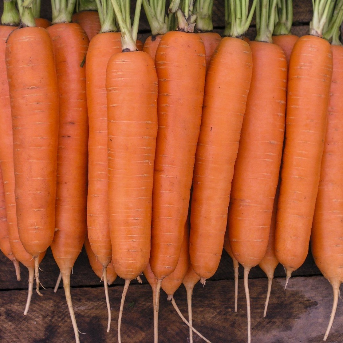 Морковь группа растений. Морковь Аурантина f1. Семена морковь Юкон f1. Морковь Колтан. Морковь Энза заден.