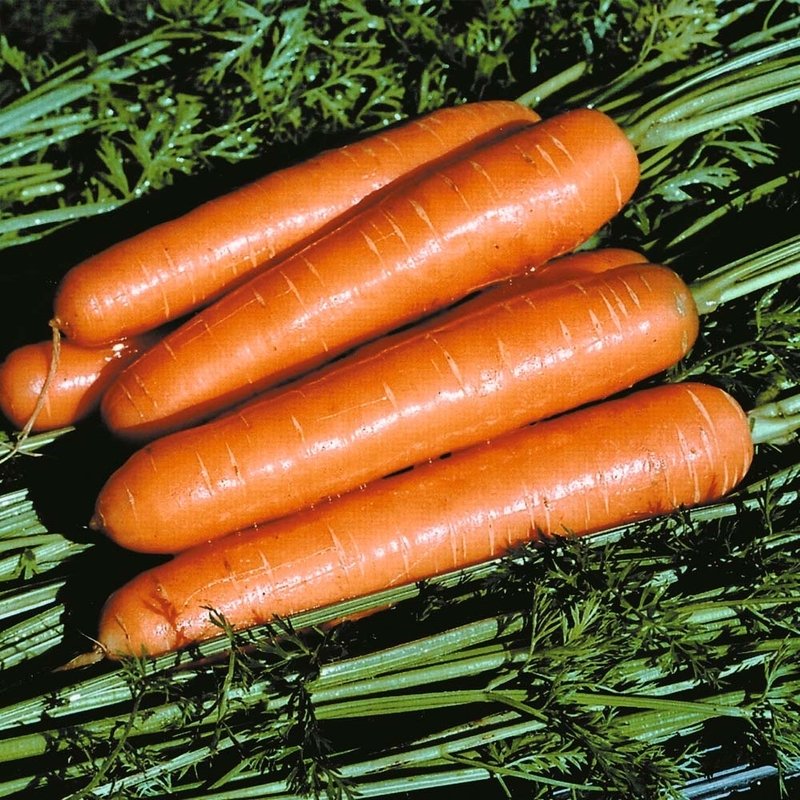 Купить семена Морковь Польская Сластена (ранняя) 5000 шт. в интернет .