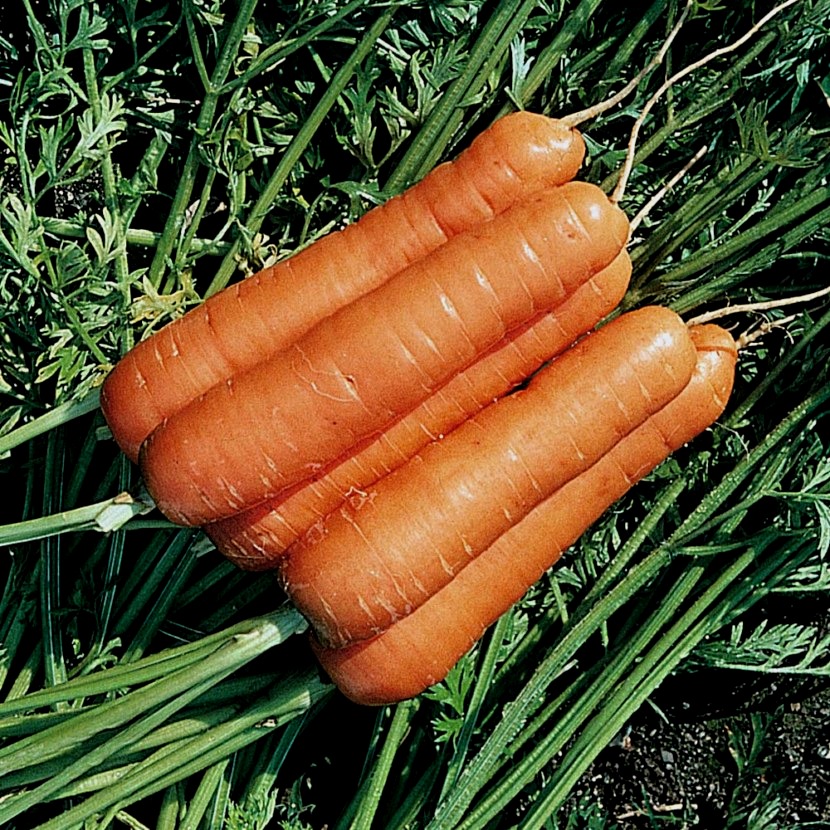 Морковь гибриды