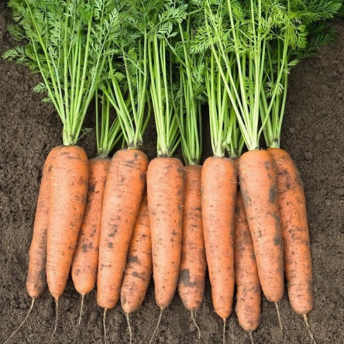 Тип моркови. Морковь нантская семко. Морковь курода шантанэ. Морковь кампино. Морковь это видоизмененный.