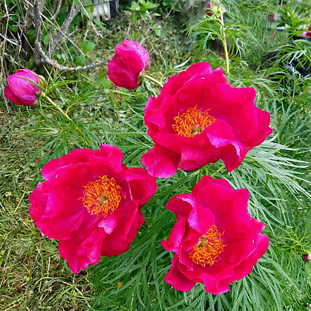 Купить семена Пион Марьин корень 10шт Сады России в интернет-магазине ...