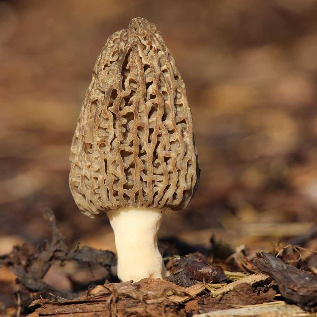  Мицелий грибов Сморчок, 50 мл, Престиж в е .