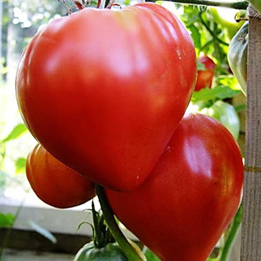 Купить семена томата Бычье сердце 20шт Лидер Аэлита  в интернет .