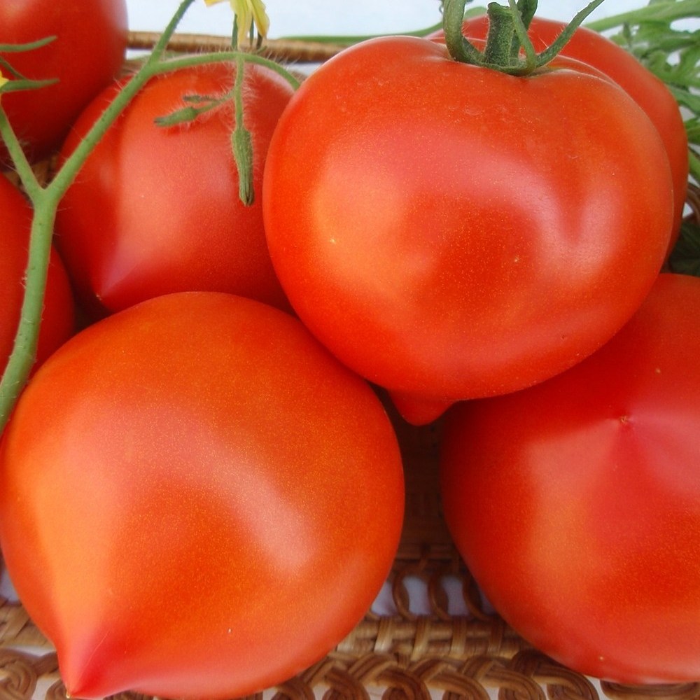 Первые семена томаты
