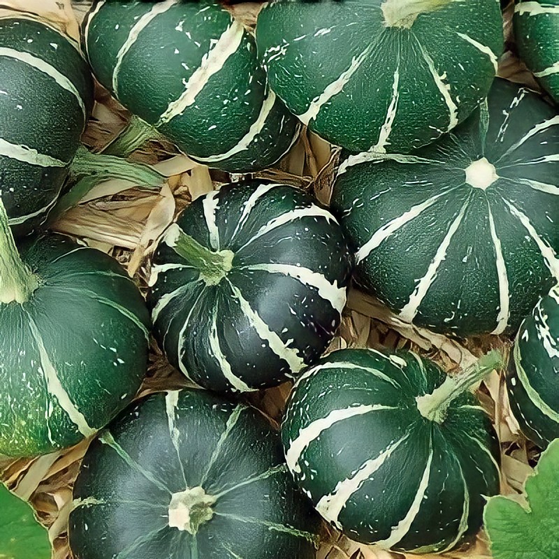 Тыква Декоративная Купить Семена