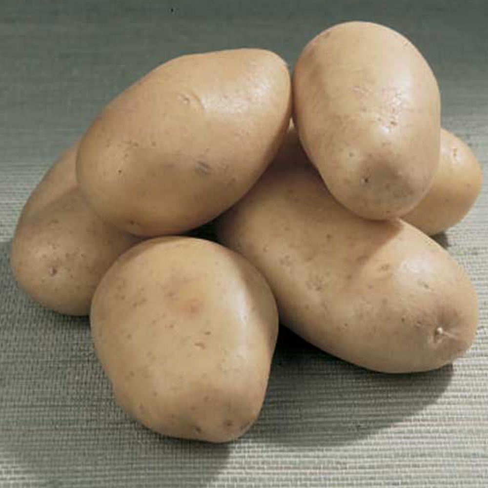 Московский картофель семенной. СЕДЕК семена картофеля. Семенной картофель 2 кг СЕДЕК. Семена картофеля Велина описание сорта.