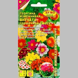 Георгина Внучата - Семена Тут