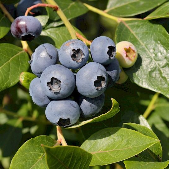 Голубика Чудо ягода