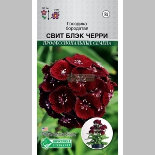 Гвоздика Свит Блэк Черри (бородатая) - Семена Тут