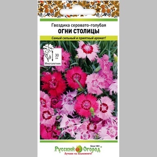 Гвоздика Огни Столицы - Семена Тут