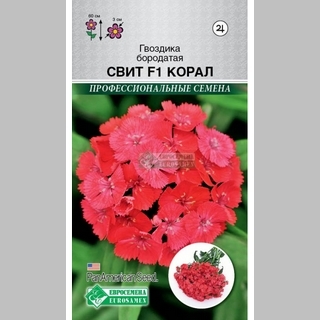 Гвоздика Свит Корал F1 (бородатая) - Семена Тут