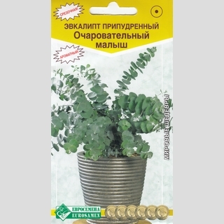 Эвкалипт Очаровательный Малыш (припудренный) - Семена Тут