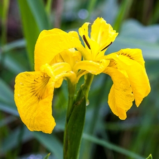 Ирис Желтый флаг (болотный) - Семена Тут