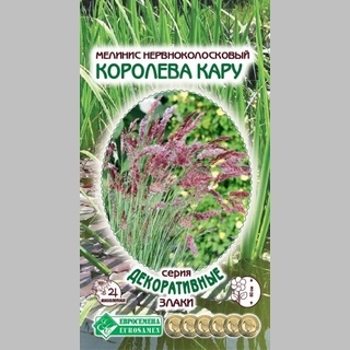 Мелинис Королева Кару (нервноколосковый) - Семена Тут