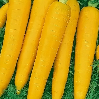 Морковь Карамель желтая - Семена Тут