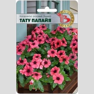 Катарантус Тату Папайя розовый (Винка) - Семена Тут