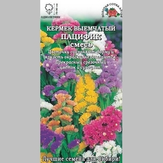 Статица Пацифик - Семена Тут