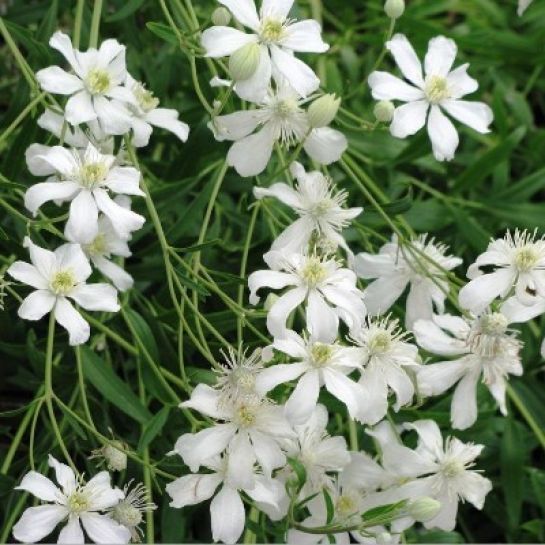 Клематис Шестилепеcтный