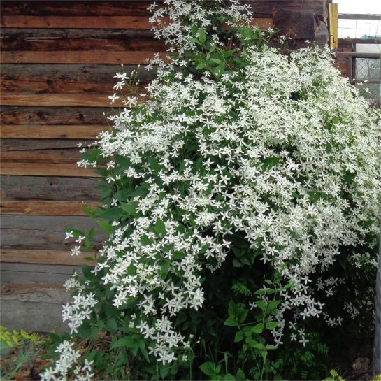 Клематис Жгучий