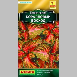 Колеус Визард Коралловый восход - Семена Тут