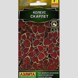 Колеус Визард Скарлет - Семена Тут