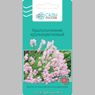 Крылотычинник крупноцветковый - Семена Тут
